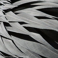 Buy canvas prints of Black feather abstract by Howard Corlett