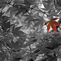 Buy canvas prints of Red Leaf by Howard Corlett