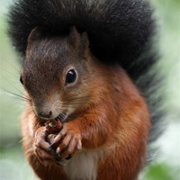 Buy canvas prints of Red squirrel by Howard Corlett