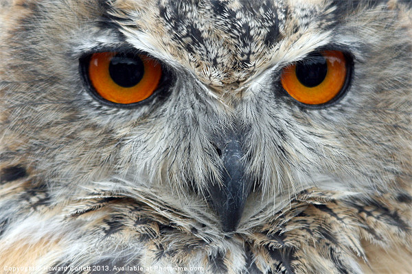 Eagle Owl Picture Board by Howard Corlett