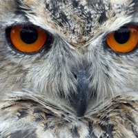 Buy canvas prints of Eagle Owl by Howard Corlett