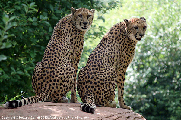 Cheetahs Picture Board by Howard Corlett