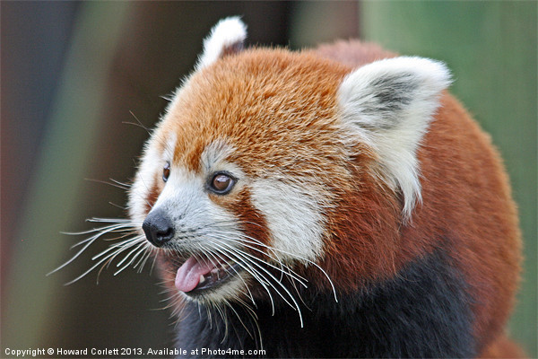 Red panda Picture Board by Howard Corlett