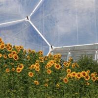Buy canvas prints of Eden Project Sunflowers by Howard Corlett
