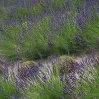 Buy canvas prints of Lavender Field by Howard Corlett