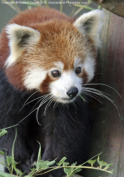 Red panda Picture Board by Howard Corlett
