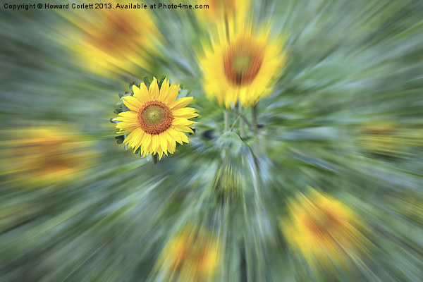 Sunflower Burst Picture Board by Howard Corlett