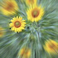 Buy canvas prints of Sunflower Burst by Howard Corlett