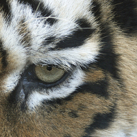 Buy canvas prints of Eye of the tiger by Howard Corlett