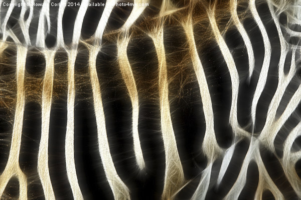 Zebra fractal  Picture Board by Howard Corlett