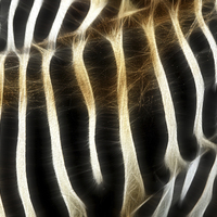 Buy canvas prints of Zebra fractal  by Howard Corlett