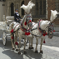 Buy canvas prints of Cracow Carriages  by Howard Corlett