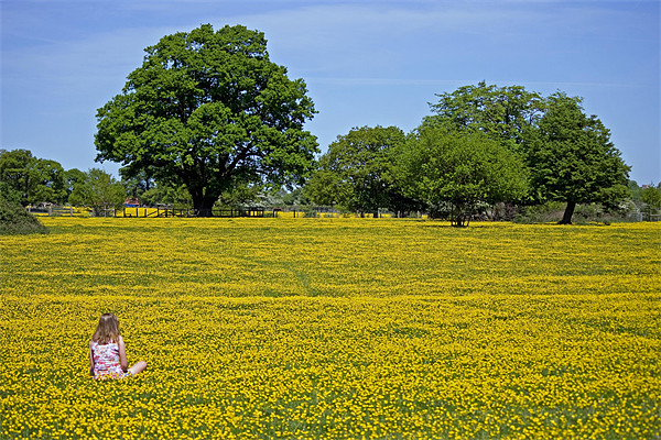 Girl in buttercup meadow Picture Board by Howard Corlett
