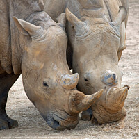 Buy canvas prints of Rhinos head to head by Howard Corlett
