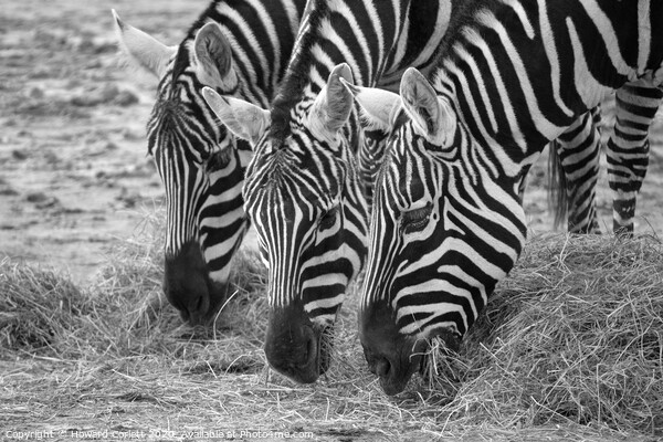 Zebra trio with heads down Picture Board by Howard Corlett