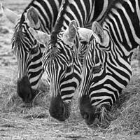Buy canvas prints of Zebra trio with heads down by Howard Corlett