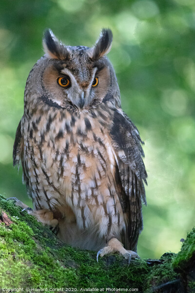 Long-eared owl Picture Board by Howard Corlett