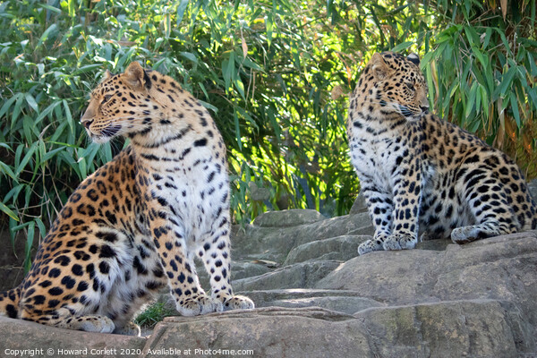 Amur Leopards Picture Board by Howard Corlett