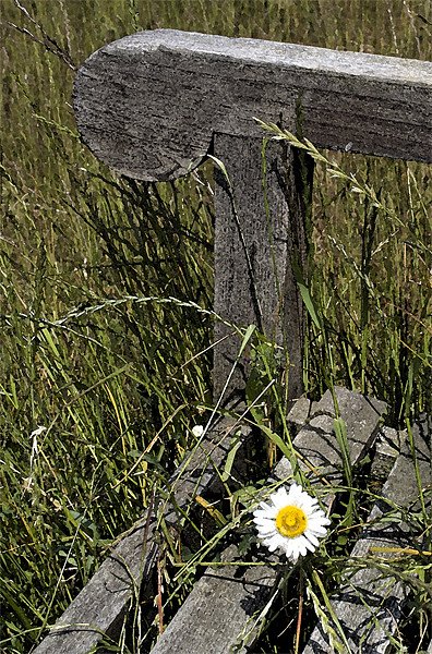 Lonely flower Picture Board by Howard Corlett