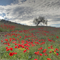 Buy canvas prints of Axarquia Poppies by Gary Miles