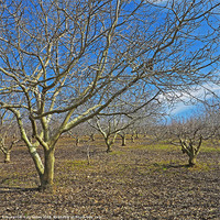 Buy canvas prints of Nut trees by Gary Miles