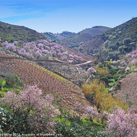 Buy canvas prints of Almond Blossom Valley by Gary Miles