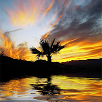 Buy canvas prints of Washingtonia Sunset by Gary Miles