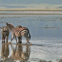 Buy canvas prints of Paddling zebras by Gary Miles
