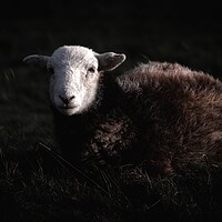 Buy canvas prints of Herdy by Simon Wrigglesworth
