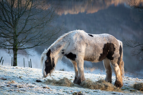 Grasmere Horse Picture Board by Simon Wrigglesworth