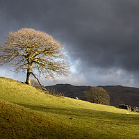 Buy canvas prints of The lone tree by Simon Wrigglesworth