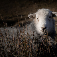 Buy canvas prints of Herdy by Simon Wrigglesworth