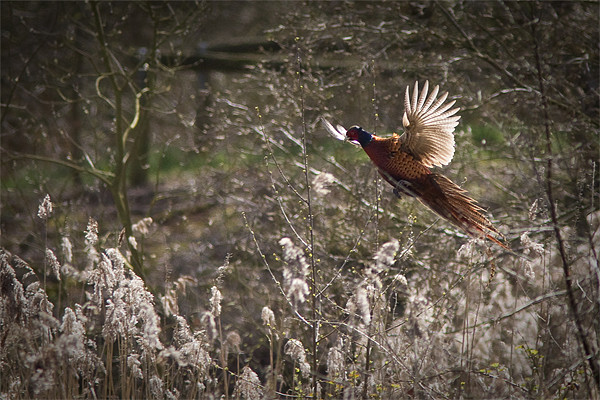 Pheasant Picture Board by Simon Wrigglesworth