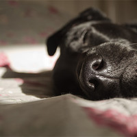 Buy canvas prints of Dog Tired by Simon Wrigglesworth