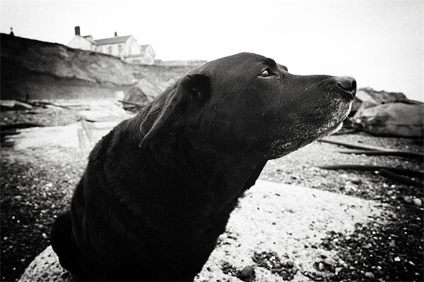 Black Labrador portrait Picture Board by Simon Wrigglesworth
