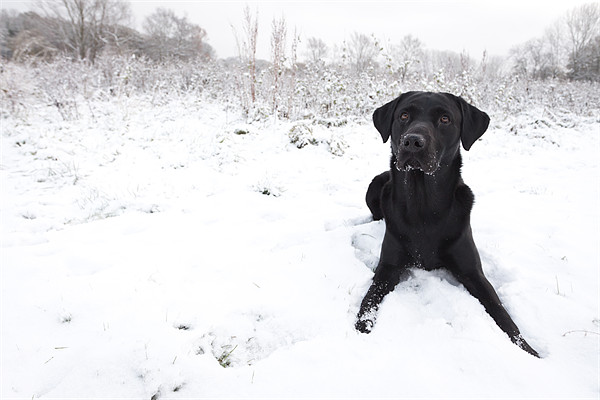Black Labrador in the snow Picture Board by Simon Wrigglesworth