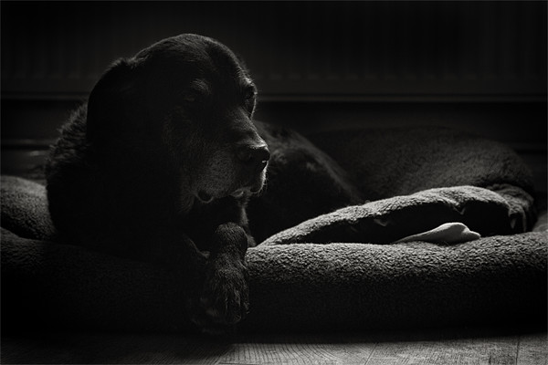 Old Man - Black Labrador Picture Board by Simon Wrigglesworth