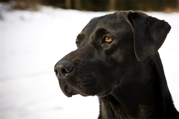 Black Labrador portrait Picture Board by Simon Wrigglesworth