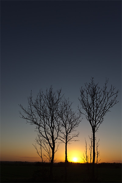 Trees at Sunset Picture Board by Simon Wrigglesworth