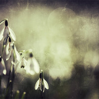 Buy canvas prints of Snowdrops in sunshine by Simon Wrigglesworth