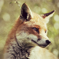 Buy canvas prints of Foxy - Red Fox by Simon Wrigglesworth