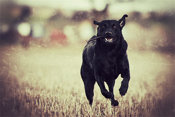 Running - Black Labrador Picture Board by Simon Wrigglesworth