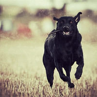 Buy canvas prints of Running - Black Labrador by Simon Wrigglesworth