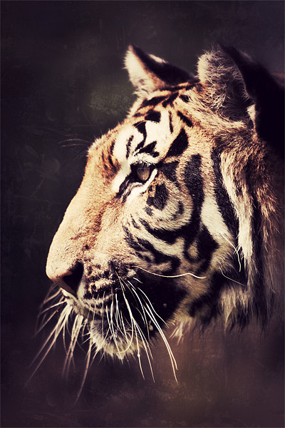 The Stare - Tiger Picture Board by Simon Wrigglesworth