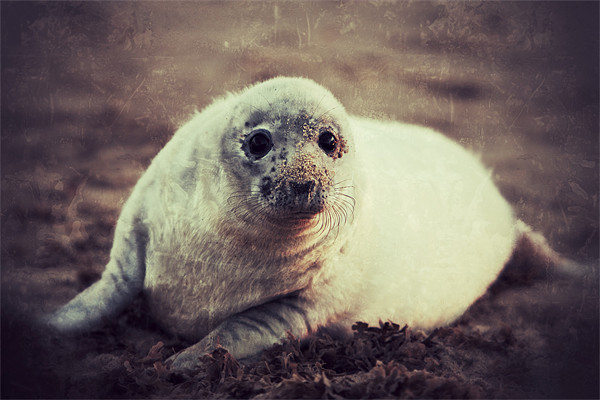 Seal Pup Picture Board by Simon Wrigglesworth