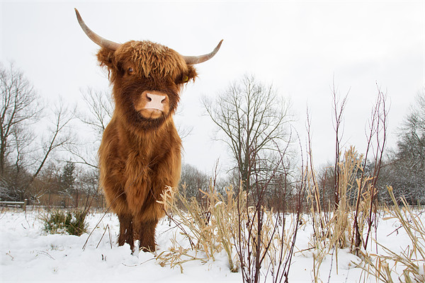 Highland Cow Picture Board by Simon Wrigglesworth