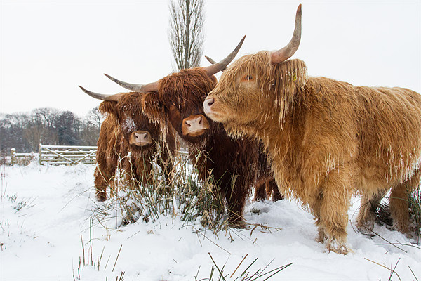 Highland Cattle Picture Board by Simon Wrigglesworth