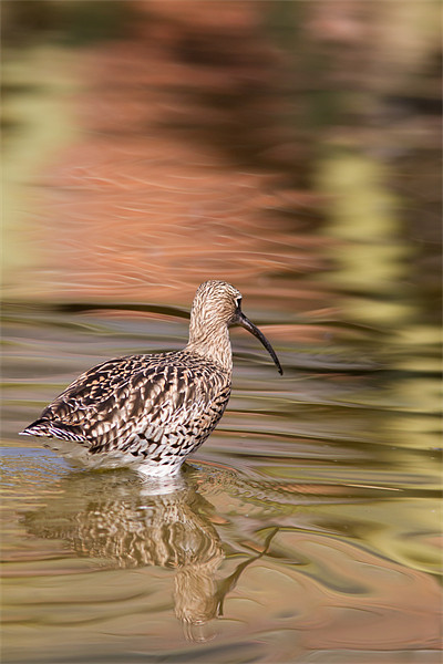 Wading - Curlew Picture Board by Simon Wrigglesworth