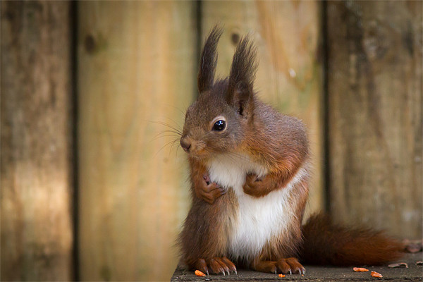 Red Squirrel Picture Board by Simon Wrigglesworth