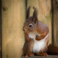 Buy canvas prints of Red Squirrel by Simon Wrigglesworth